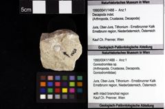 Foto (Objket + Etiketten) von Eodromites grandis (von Meyer, 1857) 